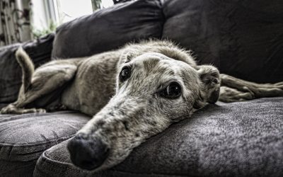 ¿Puedo alquilar un piso si tengo mascota?