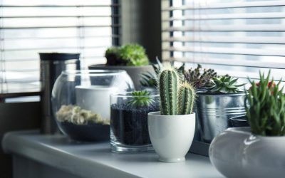 Tips para regar tus plantas en vacaciones