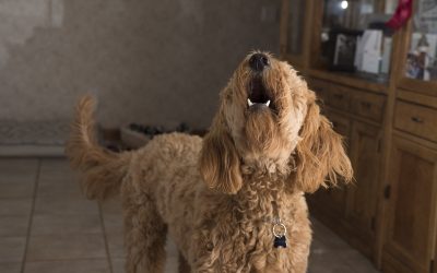 ¿Qué puedo hacer si hay un perro en mi edificio que no para de ladrar?